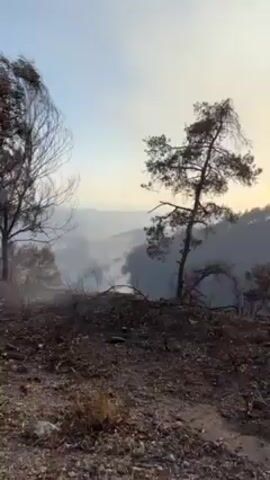 Here's a detailed description of the video:

**Setting:** The video appears to have been taken in a forest or wooded area after a fire. The ground is covered in ash and charred vegetation. The backdrop is a misty valley.

**Objects:** 
*   Several trees, some still standing, but many appear burnt or stripped of their leaves.
*   Smoke rising from the valley in the distance.
*   A small wooden structure, likely a sign or marker.

**Visuals:** The overall scene is bleak and somber, conveying the aftermath of a destructive event. The smoke obscures the view of the valley beyond. The sky is overcast.

**Sounds:** The only sound present is unintelligible speech in a language other than English.