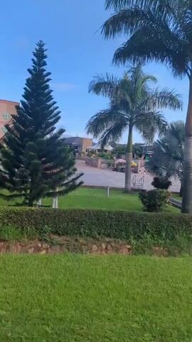 Here is a description of the video: 

The camera pans across a well-maintained grassy lawn dotted with various trees and shrubs, including palm trees, a pine tree, and a distinctive silver-leafed fan palm. In the background, a large, multi-story building is visible, partially obscured by the foliage. A glimpse of a red truck or vehicle can be seen on the road in front of the building. The sky is a clear blue with scattered white clouds. The overall atmosphere of the scene is tranquil and well-manicured.