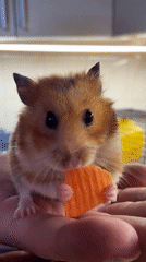 Hamsters, a playful cat, and carrot fritters at home