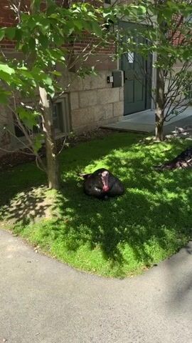 A video captures a scene on a grassy area next to a building with brick and stone walls. The area is shaded by trees with green leaves. In the foreground, a large, dark-feathered turkey with a red wattle is resting on the grass. Further to the right, another turkey, also dark-feathered with a red wattle, is lying down on the grass. A third turkey, partially visible on the far right, appears to be partially obscured. The video appears to be filmed from a slightly elevated perspective, looking down at the turkeys and their surroundings.