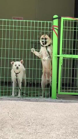 A brown and white dog stands on its hind legs, paws on a green metal fence, looking toward the left. A white dog stands on all four legs, facing left, behind the same fence. The brown and white dog's mouth is open, and it appears to be barking or panting. Its tail is not visible. The white dog's tail is down, and it appears to be looking toward a person or object off-screen to the left. The fence is green, with vertical bars. A green gate is to the right of the brown and white dog. A person enters the frame from the left and extends their hand towards the brown and white dog. The ground is concrete. The background appears to be a building.