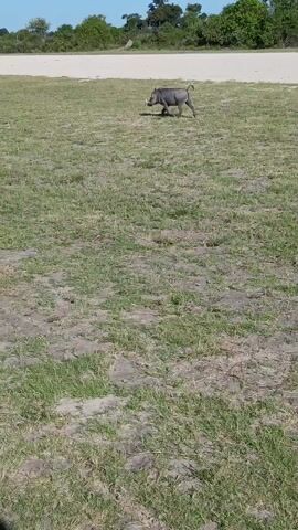 The video shows a warthog walking across a grassy field. The warthog is gray and has tusks. The field is dry and cracked, with patches of green grass. In the background, there is a strip of white sand and some trees. The sky is blue. The video appears to be taken from a stationary vehicle.