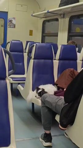 The video shows the interior of a train carriage. The seats are upholstered in blue and white. A small, fluffy white dog with black markings is resting on one of the seats, its head on the lap of a person whose legs are visible in the foreground. The person is wearing grey sweatpants and dark sneakers. Another person, partially visible, is seated further down the carriage. The lighting suggests it is daytime, possibly early morning or late afternoon, as there is no harsh direct sunlight. The overall mood appears calm and relaxed. There is some text visible on a poster on the wall to the left of the frame, but it is not legible. The scene is set inside a moving train, implied by the smooth panning motion of the camera and the consistent lighting within the carriage. The location context provided is Шемордан, Russia, which is a settlement in Tatarstan, Russia, served by a railway station.