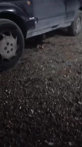 A small black dog with tan markings on its legs emerges from underneath a parked black car with a white hubcap. The dog wags its tail, approaches the camera, and then walks away into the darkness. The ground is covered in small gravel and dirt. The scene is dimly lit.