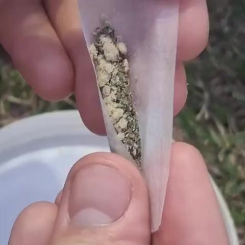 In the video, a person's hands are rolling a substance in a paper. The person is holding a partially rolled paper filled with a green, powdery substance, presumably marijuana, between their thumbs and fingers. They are shaping and compressing the substance as they roll it within the paper. A white bucket is visible in the lower portion of the shot. The background includes dry grass.