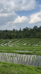 Flooded rice terraces mirror sky and jungle in Selemadeg