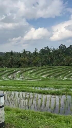 Flooded rice terraces mirror sky and jungle in Selemadeg
