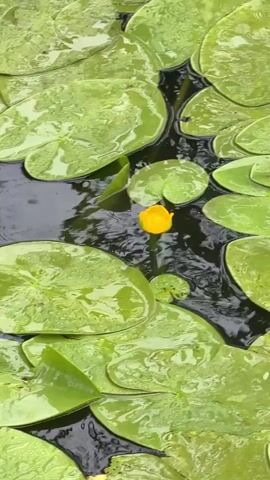 The video shows a close-up view of a pond with numerous lily pads and a single yellow water lily bud in the center. The lily pads are a vibrant green and appear wet, with water droplets visible on their surfaces. The water itself is dark and still, except for ripples caused by falling raindrops. The camera is positioned above the water, looking down at the scene. The overall impression is one of natural tranquility, with the focus on the delicate beauty of the water lily.