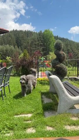 The video opens with a medium-sized, shaggy gray dog walking on vibrant green grass in the foreground. The dog has long, somewhat matted fur and an open mouth, appearing to be panting or smiling. Behind the dog, there are outdoor patio chairs, a concrete bench, and various shrubs and small trees. In the distance, a small children's playground with a red slide and blue swings is visible, backed by a dense green forest on a hillside under a bright blue sky with scattered white clouds.

The camera then quickly pans to the right, briefly showing a wooden beam or post in the immediate foreground, before settling on a panoramic view. The final shot reveals a picturesque landscape featuring a large body of water, likely a lake or reservoir, surrounded by rolling green hills and mountains covered in pine trees. A decorative black wrought iron fence with intricate scrollwork is prominent in the mid-ground, separating the viewer from the water. Below the fence, a paved area with two small tables and chairs can be seen. The sky remains bright blue with large, fluffy white clouds. The scene suggests a sunny day in a scenic location, possibly a guesthouse or resort in Dospat, Bulgaria.
