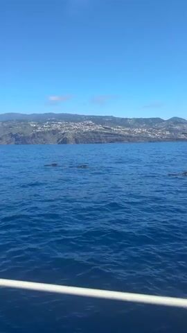The video shows several dolphins swimming in the ocean next to a tall sailing ship. The dolphins are dark gray and swim together in a line. The ocean is a deep blue and clear. In the background is a green and rocky shoreline with houses on the hills. The sky is bright blue with a few wispy clouds. The video seems to have been taken from a boat, as part of the vessel's railing is visible in the foreground. The sailing ship is black and white, and filled with people.