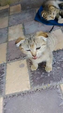 A kitten stands on a tiled surface. Another kitten is lying down on a blue cloth behind it. The kitten in the foreground is looking down. The background is blurred.