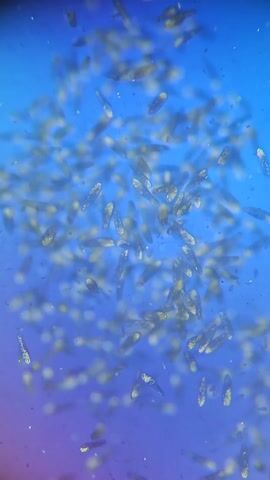 The video shows a swarm of microscopic organisms against a blue and purple gradient background. Then, a hand in a blue glove holds a microscope slide with a sample and places it on the stage of a microscope.