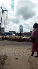 Sheep flock crosses busy Nairobi street, stops traffic