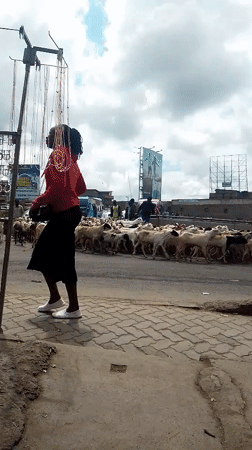 Sheep flock crosses busy Nairobi street, stops traffic