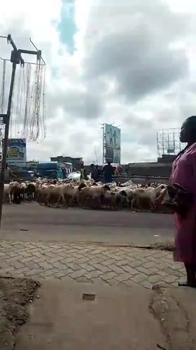 Sheep flock crosses busy Nairobi street, stops traffic