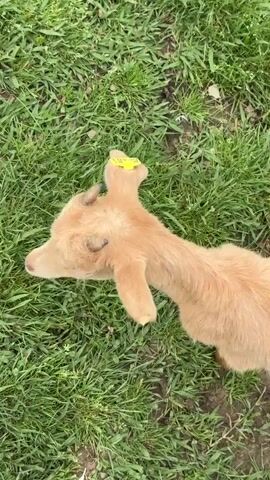 The video shows a light-brown baby goat lying on green grass. The goat has a yellow tag on its ear, with black writing on it. The camera moves, and part of a person’s leg wearing blue jeans comes into the frame. The person does not interact with the goat. The background is blurred grass.