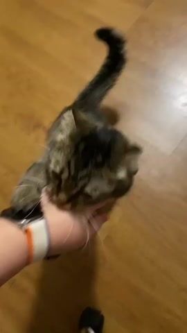 A tabby kitten gnaws on a human hand, which is wearing a smartwatch. The kitten is on a wooden floor.