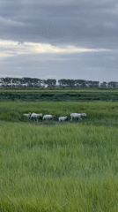 Sheep, dog walkers spotted in Mont-Saint-Michel countryside