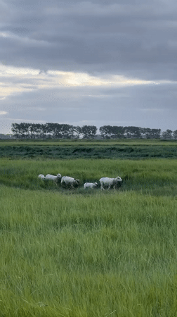 Sheep, dog walkers spotted in Mont-Saint-Michel countryside