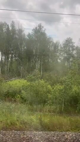 A POV video taken from a moving vehicle, likely a train, shows a blurry, green, wooded landscape. Tall, thin trees with light-colored bark, possibly birch, dominate the background, interspersed with darker green deciduous trees and dense undergrowth. A utility pole with hanging cylindrical objects is visible on the right side of the frame at 00:02. The sky is overcast with gray clouds. The foreground consists of a gravel track and blurry green grass. The overall impression is of a natural, possibly rural environment.