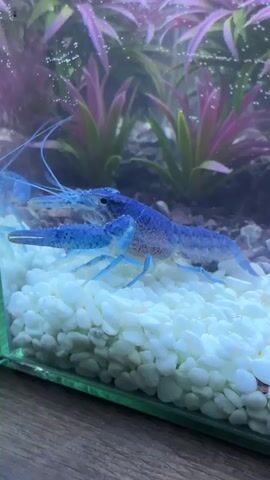 A blue crayfish walks across white gravel in a fish tank. A human finger appears from the left side of the screen and moves toward the crayfish. The crayfish stops and faces the finger.