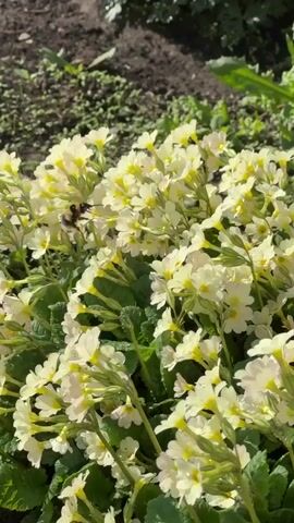 A close-up shot showcases a cluster of light yellow primrose flowers with green foliage. A bumblebee is seen briefly foraging on the flowers before flying away. The background reveals dark soil and other greenery, suggesting an outdoor garden setting. Sunlight illuminates the scene, casting shadows and highlighting the textures of the flowers and leaves.