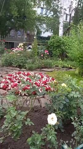 The video shows a garden with a winding stone path. Various flowers are blooming, including red and white begonias, roses, and white hydrangeas. There are also some evergreen shrubs and trees. Buildings can be seen in the background. The weather appears to be overcast.