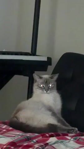 A domestic cat with light grey fur and dark grey markings sits on a red and white plaid blanket. The cat is facing forward with its paws tucked beneath it. Its eyes appear to be glowing green and blue. In the background, a black keyboard is visible on a stand, and a dark chair is partially visible to the right. The wall behind the cat is a neutral color.