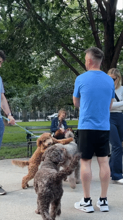 Dogs, yoga, and downtime in a Chicago park