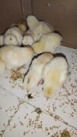 A close-up shot shows a group of fluffy yellow chicks huddled together in a cardboard box. The chicks are pecking at scattered feed and what appears to be their own droppings on the white floor of the box. Some chicks are partially obscured by others, creating a sense of a cozy, crowded environment. Their tiny pink legs and feet are visible as they move around. The lighting is dim, suggesting an indoor setting, possibly a brooder or a temporary enclosure.