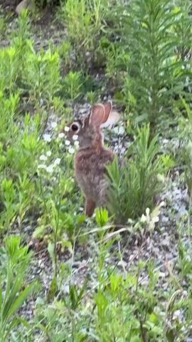 A wild rabbit sits upright in tall green grass and weeds with small white flowers. The rabbit is brown and gray with large ears and dark eyes. The rabbit's head is turned to the right, and it appears to be nibbling on a small white flower. The ground is covered in small stones and dirt. The lighting suggests it is daytime.