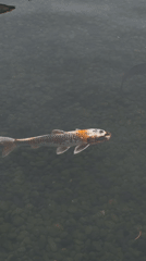 Koi fish spotted swimming in Seoul pond