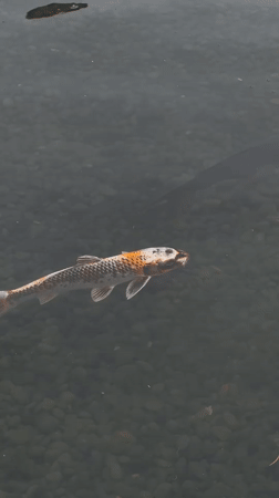 Koi fish spotted swimming in Seoul pond