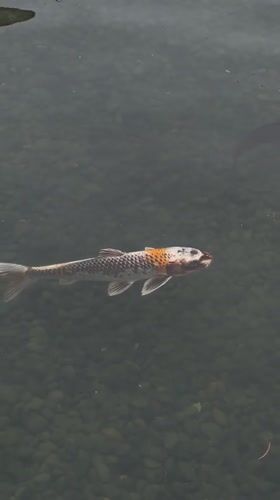 Koi fish spotted swimming in Seoul pond