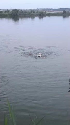 The video shows two people swimming in a body of water. The water appears to be a river or lake, with vegetation along the far bank. The sky is overcast. One person is on the left, with their head visible above the water. The other person is to the right, further submerged, with splashes indicating movement. The overall impression is of recreational swimming.