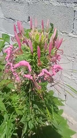 A close-up shot focuses on a pink flower with delicate, spidery petals and long stamens. The flower is positioned in the center of the frame against a background of a grey brick wall. Lush green leaves surround the base of the plant. The lighting suggests it is daytime, with sunlight casting shadows. The video is static, with no apparent movement.