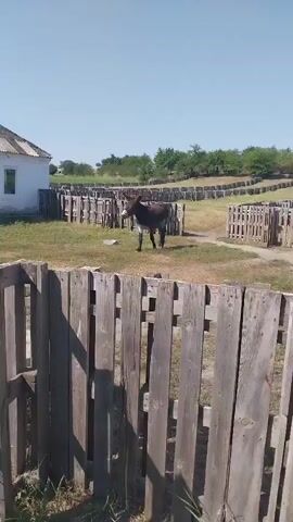A donkey stands in a fenced enclosure in front of a white building on a sunny day. The fence is made of weathered wooden planks and is in a state of disrepair in some sections. The building has a grey, dilapidated roof. In the background, there are more wooden fences and trees. The sky is clear and blue.