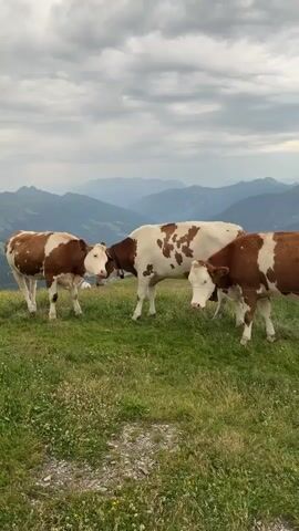Three cows with brown and white markings stand on a grassy hillside. In the background are rolling mountains under a cloudy sky. The cows are close together, and the two on the left appear to be nuzzling each other. The cow on the right has its head down, possibly grazing. The timestamp is 00:00.