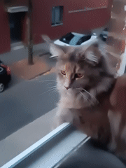 Cat on a window ledge overlooks a quiet residential street