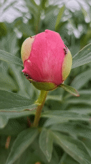 Quiet afternoon documented in Karsha: hedgehogs, peonies, digital art