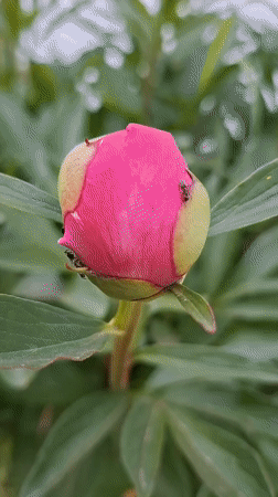 Quiet afternoon documented in Karsha: hedgehogs, peonies, digital art