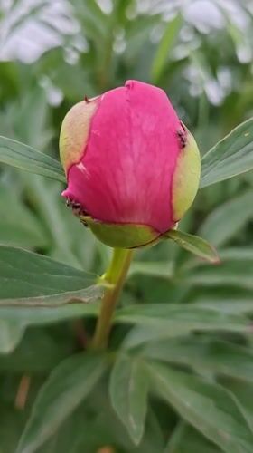 Quiet afternoon documented in Karsha: hedgehogs, peonies, digital art