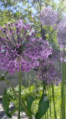 Garden scenes with purple flowers, dog, and lavender arrangement captured