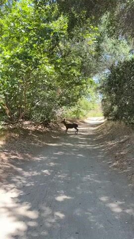 A deer runs across a dirt path in a wooded area. The path is lined with trees and foliage. Sunlight filters through the leaves, casting shadows on the ground.