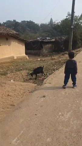 The video shows a black goat foraging in a littered area next to a tan building with a thatched roof. The goat is wearing a red collar and is seen sniffing and moving around among the scattered trash. The area is a mix of dirt, sparse grass, and various pieces of litter, including plastic bags and food wrappers. A concrete sidewalk is visible on the right side of the frame, and a person's leg is briefly seen walking along it. In the background, there's a fence-like structure, some parked vehicles, trees, and what appears to be a temple or religious structure on a hill. The weather seems bright and hazy.