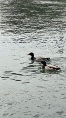 Everyday life documented along Rhine River in Basel