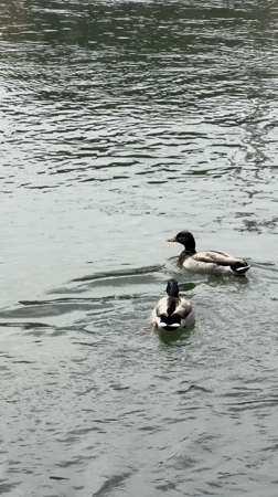 Everyday life documented along Rhine River in Basel