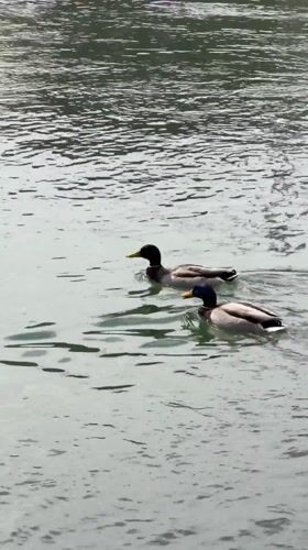 Everyday life documented along Rhine River in Basel