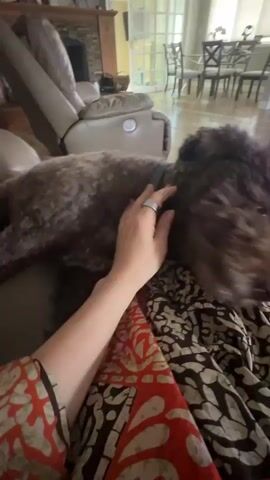 The video shows a close-up of a person's hand petting a small, dark brown, curly-haired dog. The dog is lying on a patterned blanket or quilt. The background is slightly blurred, but appears to be an indoor living space with furniture including a sofa, a fireplace, and a dining table with chairs. The lighting suggests it is daytime. The person's hand gently strokes the dog's head and face. The dog's head moves slightly as it is petted, and it appears to be looking towards the camera.