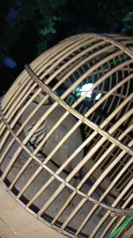 This media file shows a close-up view of a bird inside a handmade bamboo cage. The bird appears to be a dove or pigeon, with light brown and grey plumage. Its eyes are dark, and its beak is reddish. The cage is constructed from thin bamboo strips, bound together with twine. The bird is positioned centrally within the cage, facing forward. The background is dark and out of focus, suggesting it is nighttime or a dimly lit area, possibly outdoors with some foliage visible. A bright light source is visible through the cage, creating a white glow and highlighting some of the bamboo bars. The overall impression is that of a captured bird, possibly being kept as a pet or for some other purpose. The setting appears to be natural or semi-natural, given the presence of foliage and the nighttime lighting. No text is visible in the media file.